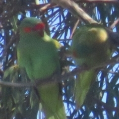 Glossopsitta concinna at Hackett, ACT - 22 May 2021