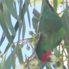 Parvipsitta pusilla (Little Lorikeet) at Hackett, ACT - 22 May 2021 by tom.tomward@gmail.com