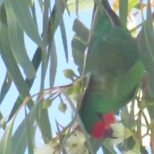 Parvipsitta pusilla at Hackett, ACT - 22 May 2021 12:07 PM