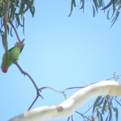 Parvipsitta pusilla at Hackett, ACT - 22 May 2021 12:07 PM