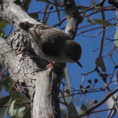 Daphoenositta chrysoptera (Varied Sittella) at Mount Ainslie - 25 Sep 2021 by BenW