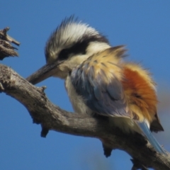 Todiramphus pyrrhopygius (Red-backed Kingfisher) at Mount Ainslie - 25 Sep 2021 by tom.tomward@gmail.com