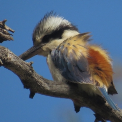 Todiramphus pyrrhopygius (Red-backed Kingfisher) at Campbell Park Woodland - 25 Sep 2021 by tom.tomward@gmail.com