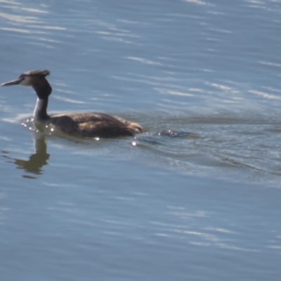 Podiceps cristatus (Great Crested Grebe) at Coree, ACT - 4 Oct 2021 by BenW