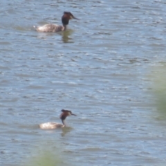 Podiceps cristatus at Coree, ACT - 4 Oct 2021