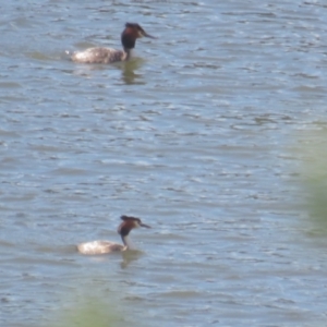 Podiceps cristatus at Coree, ACT - 4 Oct 2021 08:38 AM