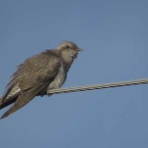 Cacomantis pallidus at Tennent, ACT - 9 Oct 2021