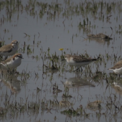 Calidris ruficollis (Red-necked Stint) at Lake George, NSW - 23 Oct 2021 by BenW