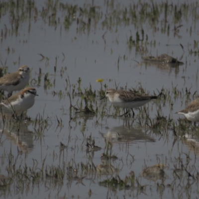 Calidris ruficollis (Red-necked Stint) at QPRC LGA - 22 Oct 2021 by tom.tomward@gmail.com