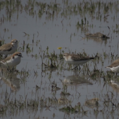 Calidris ruficollis (Red-necked Stint) at Lake George, NSW - 22 Oct 2021 by tom.tomward@gmail.com