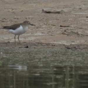 Actitis hypoleucos at Monash, ACT - 30 Oct 2021