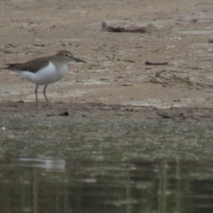 Actitis hypoleucos (Common Sandpiper) at Monash, ACT - 30 Oct 2021 by tom.tomward@gmail.com