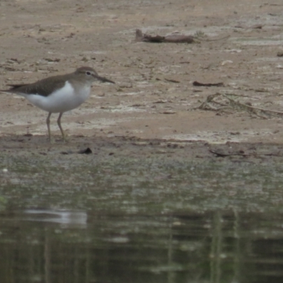 Actitis hypoleucos (Common Sandpiper) at Isabella Pond - 30 Oct 2021 by tom.tomward@gmail.com