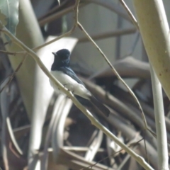 Myiagra cyanoleuca (Satin Flycatcher) at Cotter River, ACT - 31 Oct 2021 by BenW