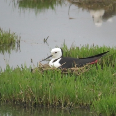 Himantopus leucocephalus (Pied Stilt) at Fyshwick, ACT - 11 Nov 2021 by BenW