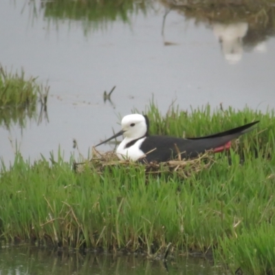 Himantopus leucocephalus (Pied Stilt) at Jerrabomberra Wetlands - 11 Nov 2021 by tom.tomward@gmail.com