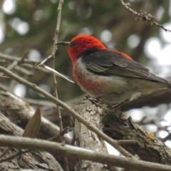 Myzomela sanguinolenta (Scarlet Honeyeater) at Acton, ACT - 28 Nov 2021 by BenW