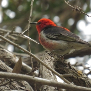 Myzomela sanguinolenta at Acton, ACT - 28 Nov 2021 11:29 AM