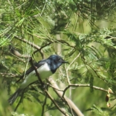 Myiagra rubecula (Leaden Flycatcher) at Cotter Reserve - 14 Dec 2021 by tom.tomward@gmail.com