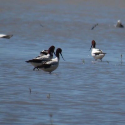 Recurvirostra novaehollandiae (Red-necked Avocet) at Lake George, NSW - 19 Dec 2021 by tom.tomward@gmail.com