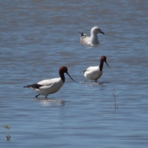 Recurvirostra novaehollandiae at Lake George, NSW - 20 Dec 2021