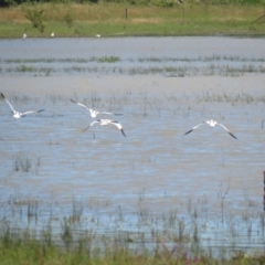 Recurvirostra novaehollandiae at Lake George, NSW - 20 Dec 2021