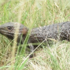 Tiliqua rugosa (Shingleback Lizard) at Throsby, ACT - 28 Dec 2021 by tom.tomward@gmail.com