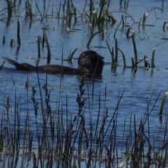 Biziura lobata (Musk Duck) at Wollogorang, NSW - 20 Dec 2021 by tom.tomward@gmail.com