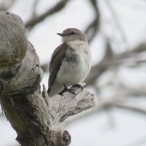 Microeca fascinans at Paddys River, ACT - 20 Jan 2022 12:54 PM