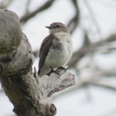 Microeca fascinans (Jacky Winter) at Namadgi National Park - 20 Jan 2022 by tom.tomward@gmail.com