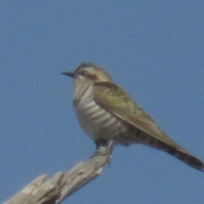 Chrysococcyx basalis (Horsfield's Bronze-Cuckoo) at Tennent, ACT - 6 Jul 2021 by tom.tomward@gmail.com