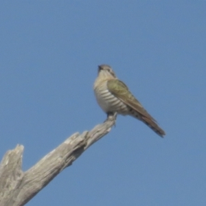 Chrysococcyx basalis at Tennent, ACT - 6 Jul 2021