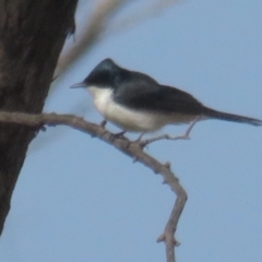 Myiagra inquieta (Restless Flycatcher) at Tennent, ACT - 6 Jul 2021 by BenW