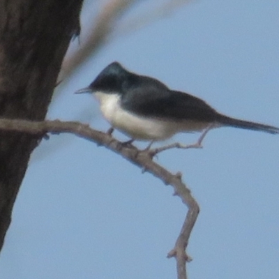 Myiagra inquieta (Restless Flycatcher) at Tennent, ACT - 6 Jul 2021 by BenW