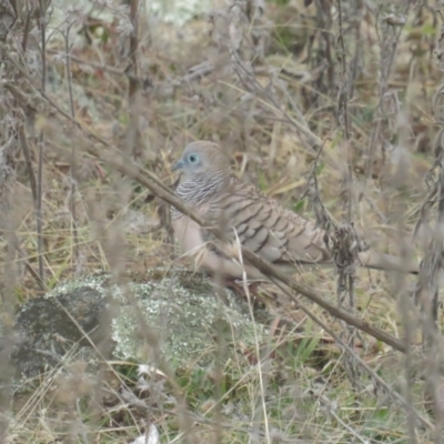 Geopelia placida (Peaceful Dove) at Namadgi National Park - 8 Aug 2021 by tom.tomward@gmail.com