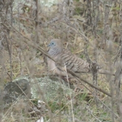 Geopelia placida (Peaceful Dove) at Booth, ACT - 8 Aug 2021 by tom.tomward@gmail.com