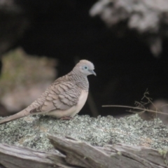 Geopelia placida at Booth, ACT - 8 Aug 2021