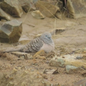 Geopelia placida at Booth, ACT - 8 Aug 2021 11:50 AM