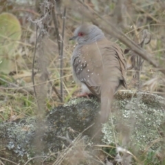 Geopelia cuneata (Diamond Dove) at Namadgi National Park - 8 Aug 2021 by tom.tomward@gmail.com