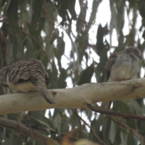 Geopelia cuneata at Booth, ACT - 8 Aug 2021 11:51 AM