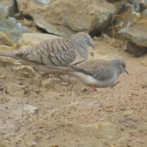 Geopelia cuneata at Booth, ACT - 8 Aug 2021