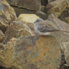 Geopelia cuneata at Booth, ACT - 8 Aug 2021 11:51 AM