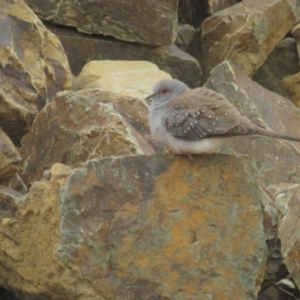 Geopelia cuneata at Booth, ACT - 8 Aug 2021