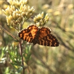 Chrysolarentia chrysocyma (Small Radiating Carpet) at Jagungal Wilderness, NSW - 14 Feb 2022 by Pirom