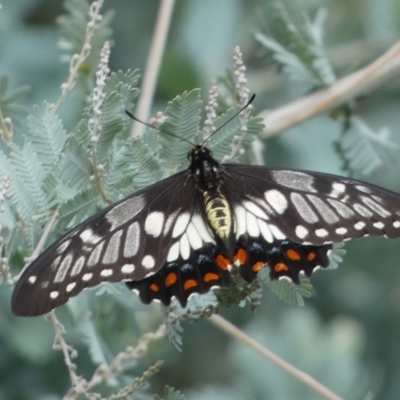 Papilio anactus (Dainty Swallowtail) at Jerrabomberra, NSW - 25 Feb 2022 by SteveBorkowskis