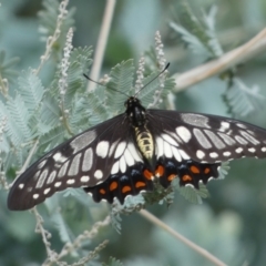 Papilio anactus (Dainty Swallowtail) at Jerrabomberra, NSW - 25 Feb 2022 by Steve_Bok