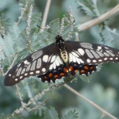 Papilio anactus at Jerrabomberra, NSW - 25 Feb 2022