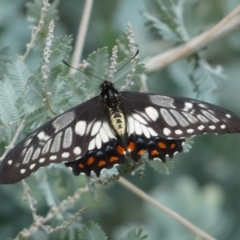 Papilio anactus at Jerrabomberra, NSW - 25 Feb 2022