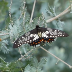 Papilio anactus at Jerrabomberra, NSW - 25 Feb 2022