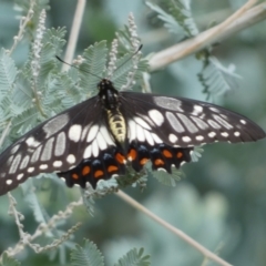 Papilio anactus at Jerrabomberra, NSW - 25 Feb 2022